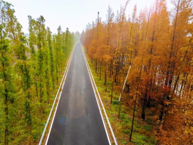 上海藏着一条这么漂亮的公路？适合自驾或骑行