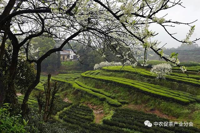 多彩茶乡丨四川泸州纳溪区：北纬30°上的“中国特早茶之乡”