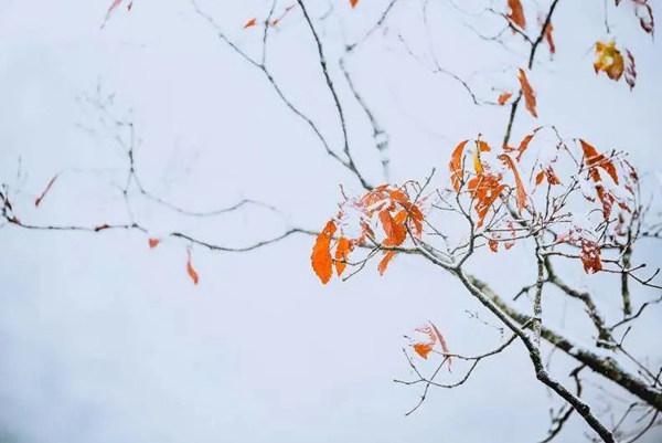 今日小雪｜你那里下雪了吗？