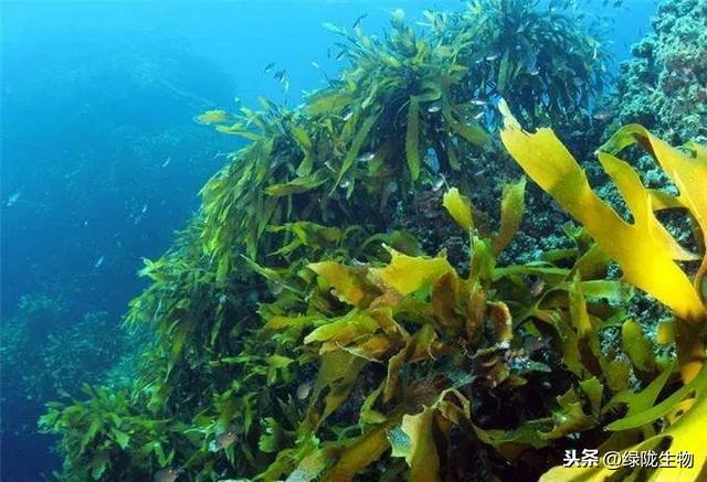 大家都在谈海藻肥，今天详细的说一说海藻肥