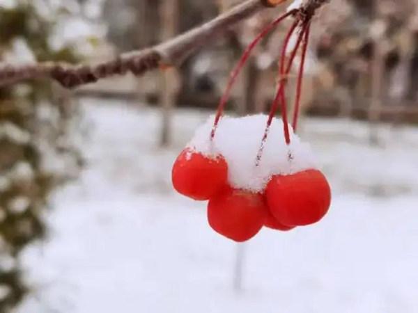 今日小雪｜你那里下雪了吗？