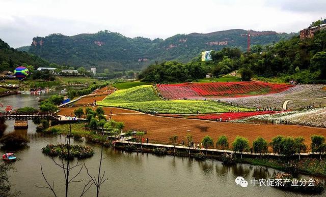 多彩茶乡丨四川泸州纳溪区：北纬30°上的“中国特早茶之乡”