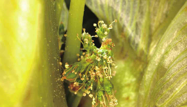 塔黄：一生只开一次花的「高原宝塔」