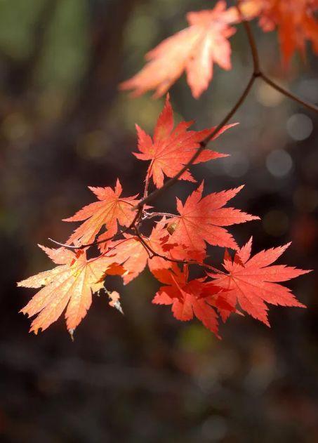 「诗词鉴赏」秋日最后的风光-霜叶红于二月花