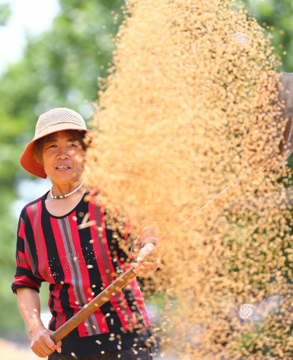 诗意中国丨趁晴割麦收云黄