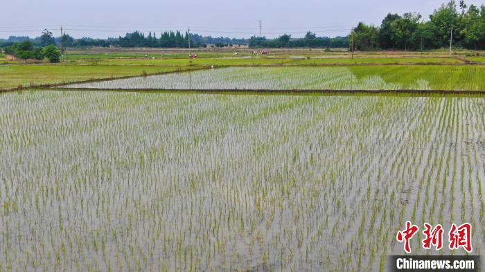 四川：因地制宜书写“土地文章” 打造新时代更高水平“天府粮仓”