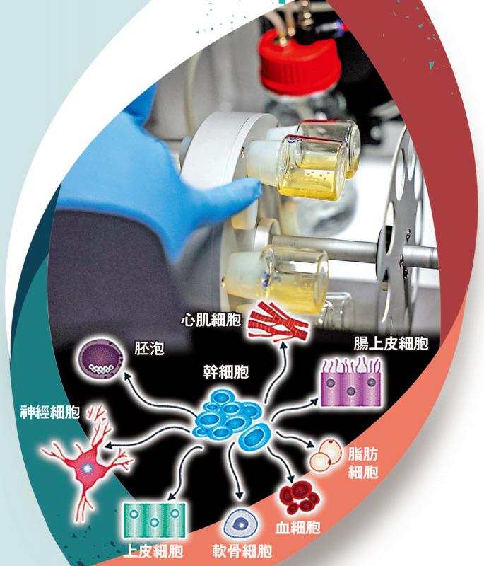 干细胞合成胚胎QA