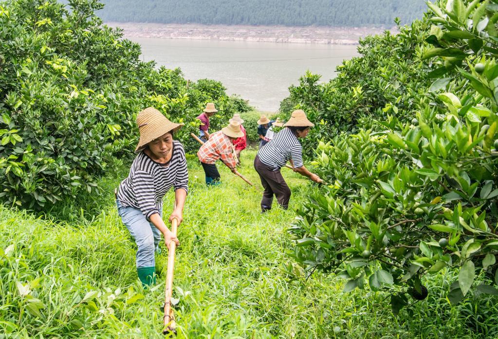 新时代中国调研行·长江篇丨三峡库区崛起“绿色明珠”