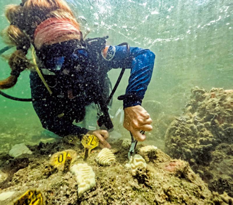 佛州海水升温 恐致珊瑚白化