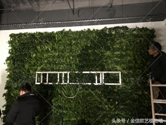 logo植物墙 完工