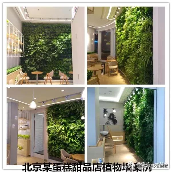 金信欧艺植物墙施工流程及工艺